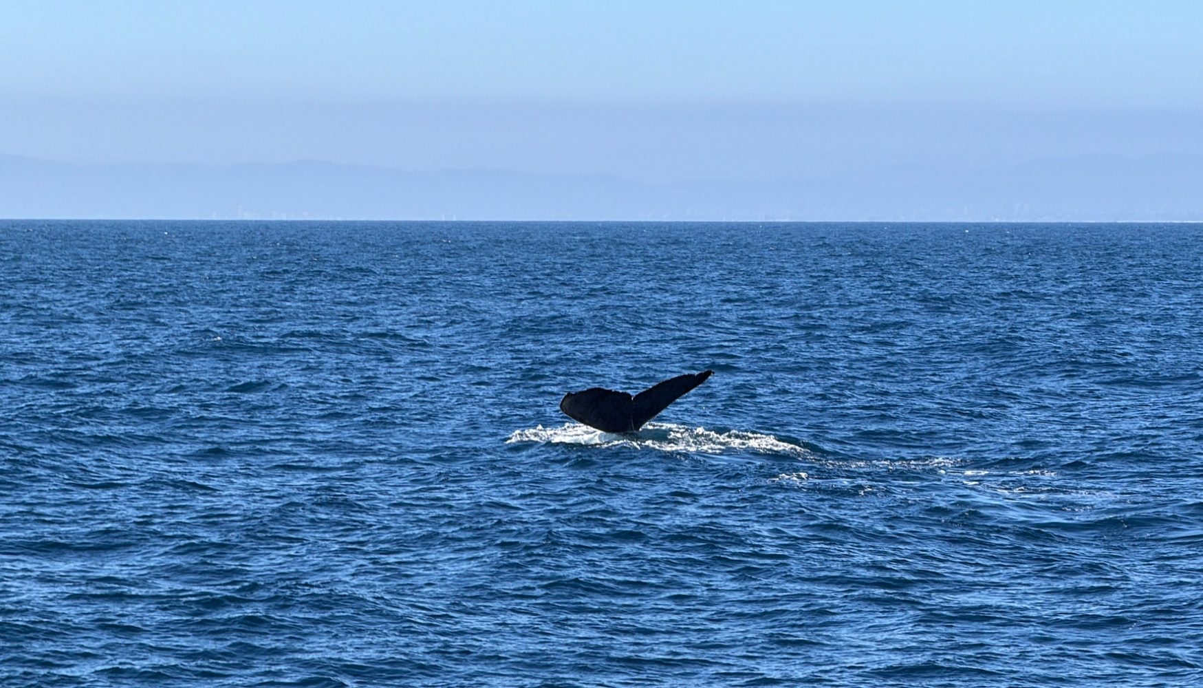 Harbor Breeze Cruises 5