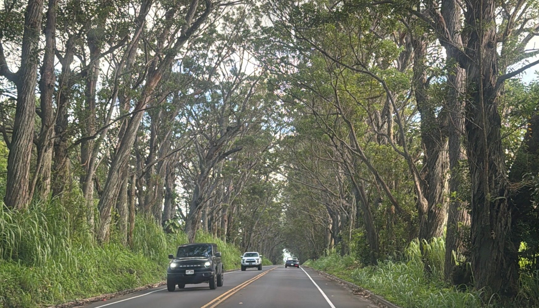 Tree Tunnel Road